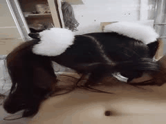 二次元萝莉小芽芽不乖！SM捆绑深喉口爆吞精高潮全记录