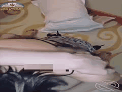 海角社区：俏妈妈穿极致情趣衣勾引儿子，一边激情交欢一边骚聊，紧致蜜穴夹得欲仙欲死