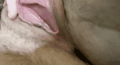 OnlyFans姬子猫HimeTsu精选合集_肥臀白虎与道具自慰大赏