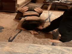 字母圈多人SM调教_巨乳骚母狗制服捆绑打屁股淫乱盛宴_1