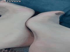 老婆诱人脚底板丝足榨精，恋足天堂极致享受！