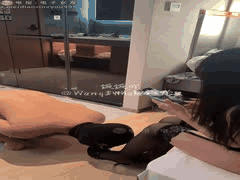 00后顶级妻主NTR高手：家养重度绿奴，绿帽贱狗收割机大揭秘！