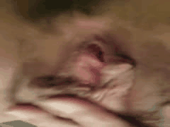 二次元狂热少女小奶猫超大奶福利：露奶自慰合集大秀