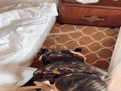 偷情黑丝人妻酒店开房！背老公穿情趣衣被情夫操到腿软，怼脸猛射回味无穷完整自拍