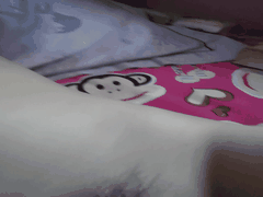 清纯眼镜学姐反差母狗曝光_私生活放尿道具啪啪属性拉满