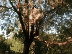 猎奇刺激！中国情侣竟爬树上野战，追求极致快感#猎奇#反差#母狗