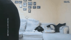 小陈头星选探花合集2知名美女如花绽放激情约会让你心跳加速欲罢不能