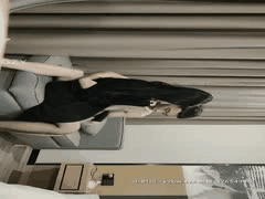 高颜值探花激情啪啪合集：二狗步宾系列高清作品12