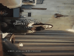 高颜值探花激情合集：二狗&步宾探花高清啪啪精选10