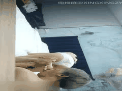 无情的屌国产约炮探花精品合集2：激情邂逅真实记录