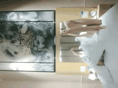 全网独家！学生妹御姐白领KTV歌厅探花主播淫乱大秀6