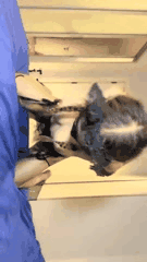 马来西亚蜜桃臀表演门票销售情况分析