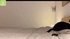 Chaturbate性感猫老师galantini3直播秀 迷人曲线撩人魂魄欲罢不能