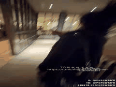 噗噗waifu新作：万圣节最大胆告白！飞去见那个差点在一起的TA