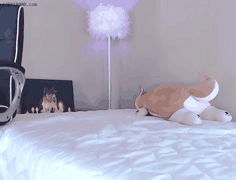 韩国知名主播BJ青草裸舞精彩合集18部大放送