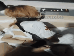 韩国主播银优66 私密诱惑视频